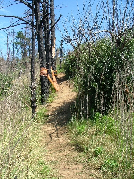 Path to Prospect Lookout