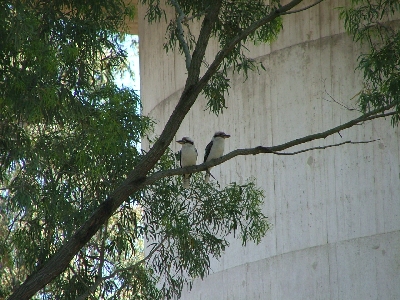 Kookaburras in the shade of the water tower